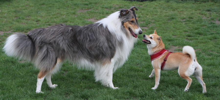 Hunde spielen gemeinsam in der Hundeschule