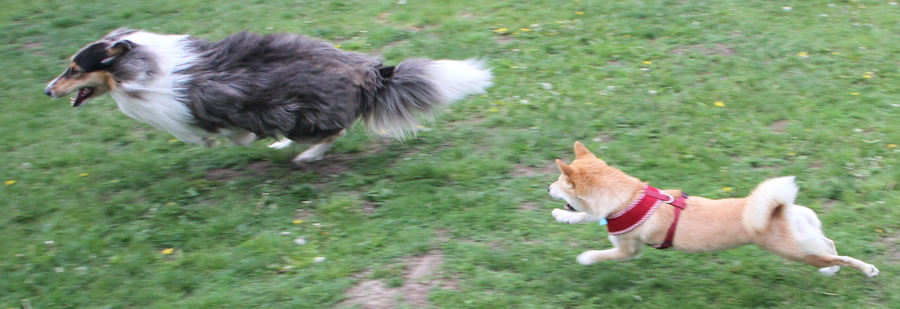 Gruppe von Hunden in Bewegung