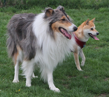 Hund beim Spielen