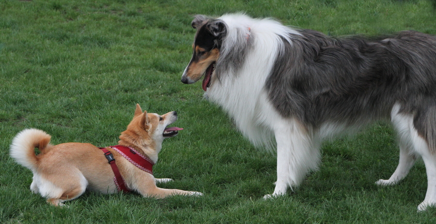 Hundekumpel in der Spielstunde