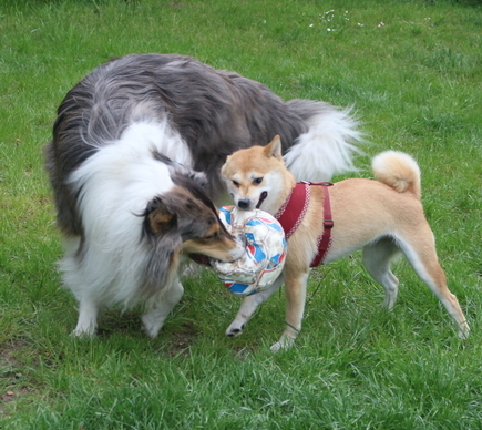 Zwei Hunde in der Hundeschule