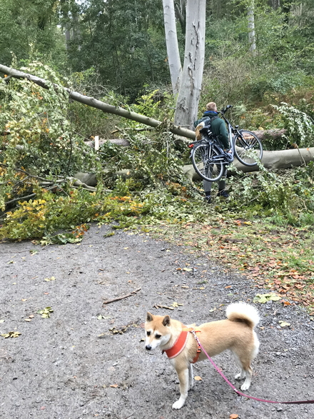 Windbruch nach einem Sturm im Wald