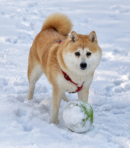 Fiene steht im Schnee vor ihrem Ball