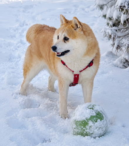 Fiene im Schnee neben ihrem Lieblingsball