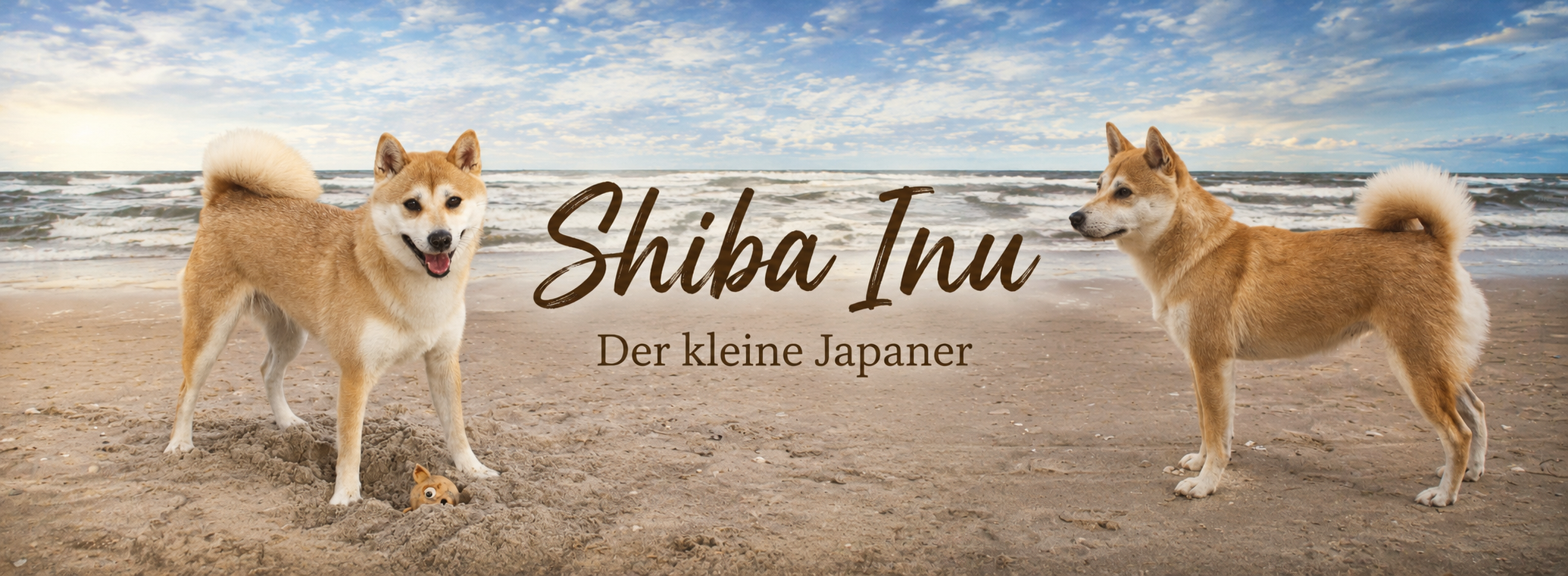 Shiba Inu am Strand