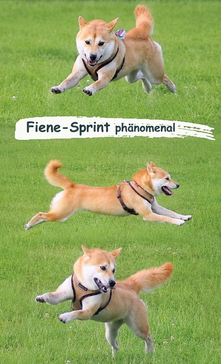 Fiene beim Sprinten