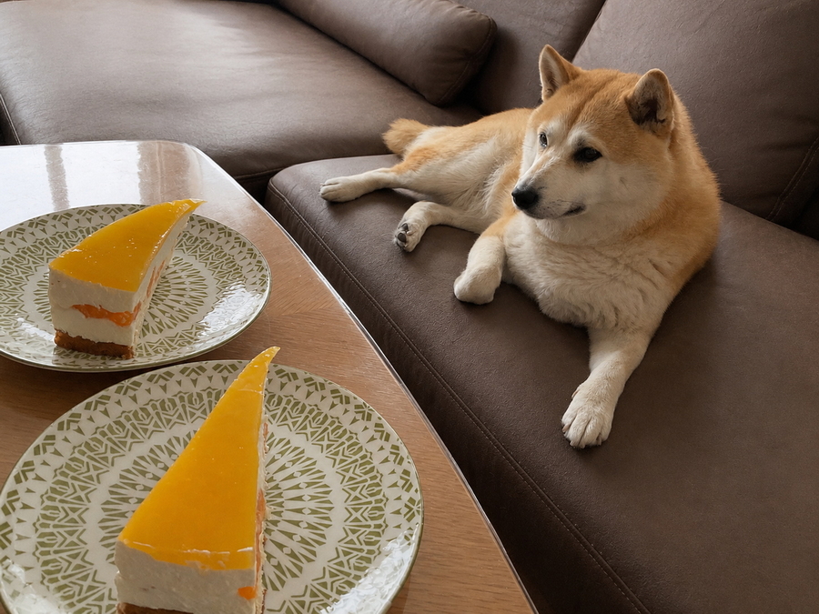 Fiene wartet geduldig neben Kuchenstücken