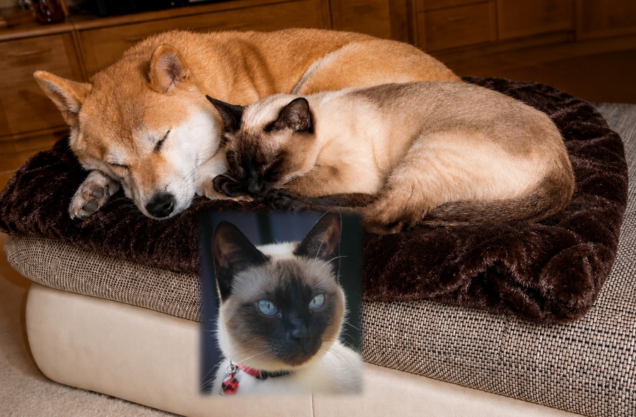 Fiene und die Siamkatze schlafen zusammen