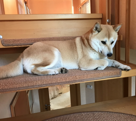 Fiene und die Siamkatze an der Treppe