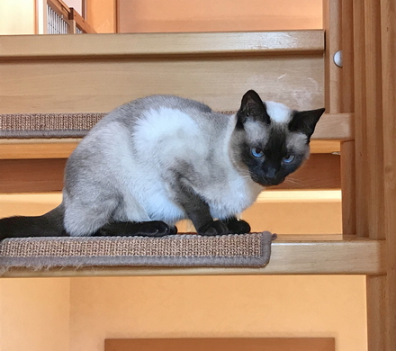 Fiene und die Siamkatze auf der Treppe