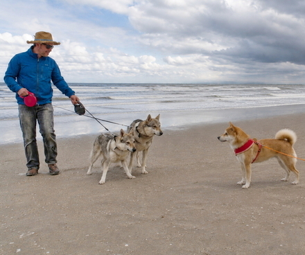 Ruhige Hundebegegnung mit Fiene