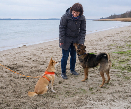 Fiene in einer weiteren Hundebegegnung