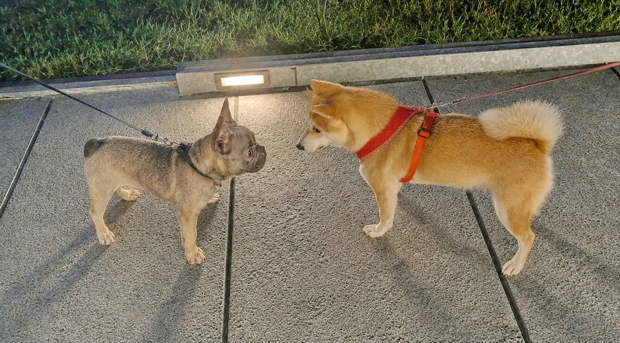 Fiene bei einer Hundebegegnung
