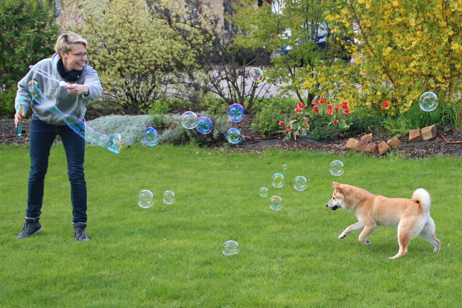 Shiba Inu beim Spielen mit Seifenblasen