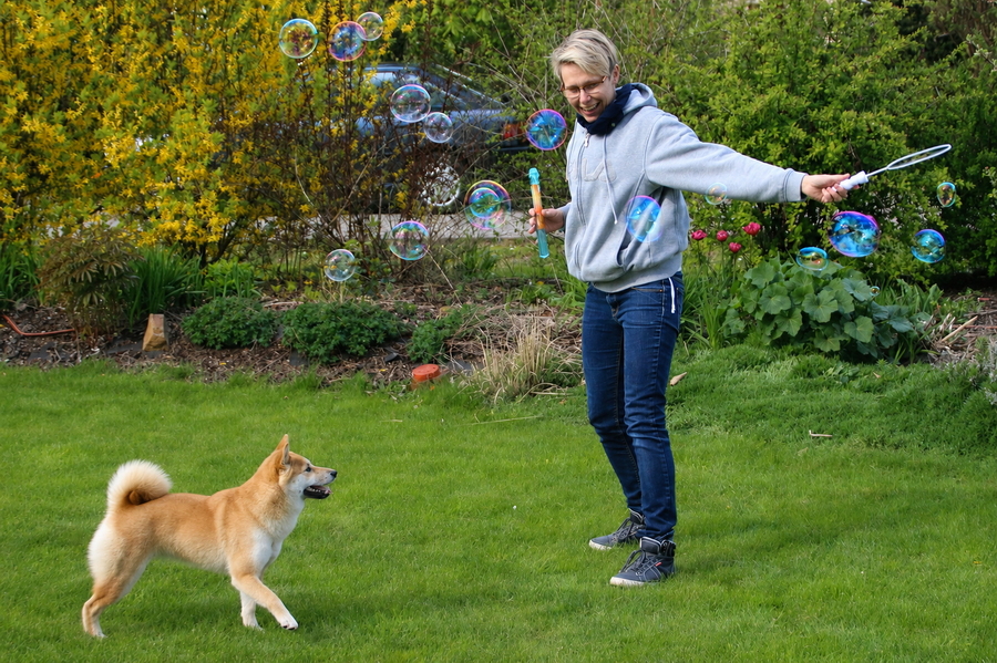 Shiba Inu auf der Wiese mit Seifenblasen