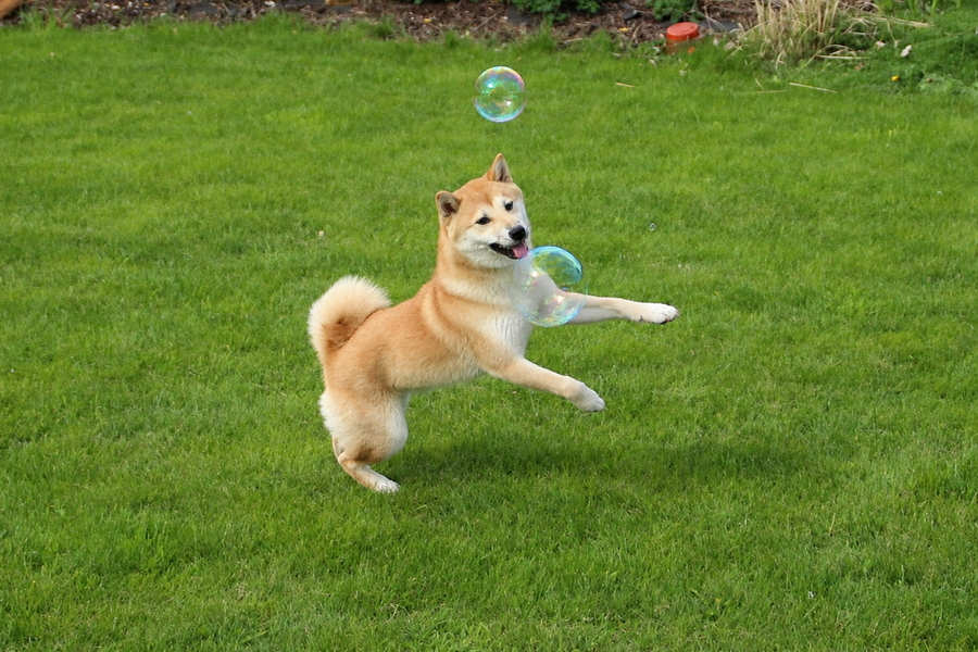 Shiba Inu springt nach Seifenblasen