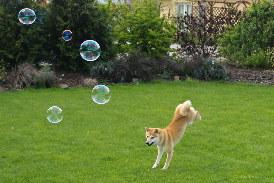 Shiba Inu rennt über die Wiese