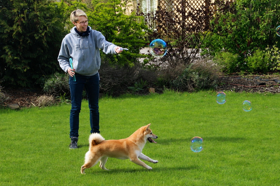 Shiba Inu spielt im Garten
