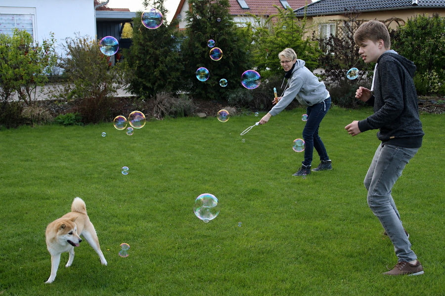 Shiba Inu mit Familie im Garten