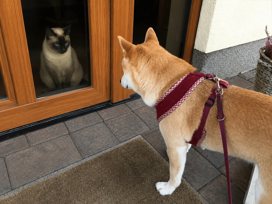 Shiba Inu und Katze als Freunde
