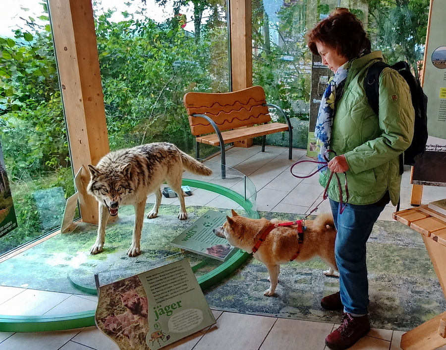 Shiba Inu trifft eine Wolf-Figur